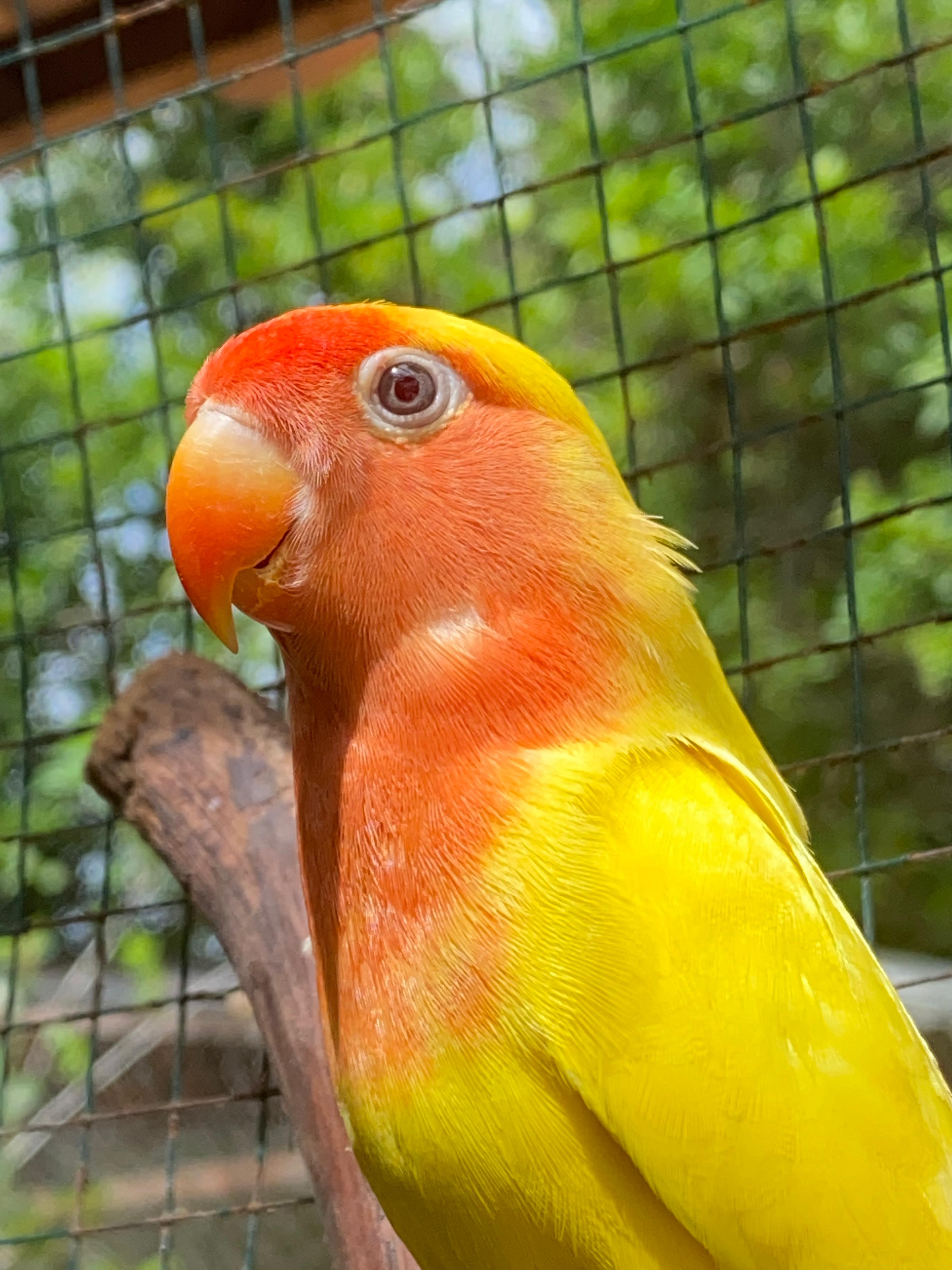 Agapórnis