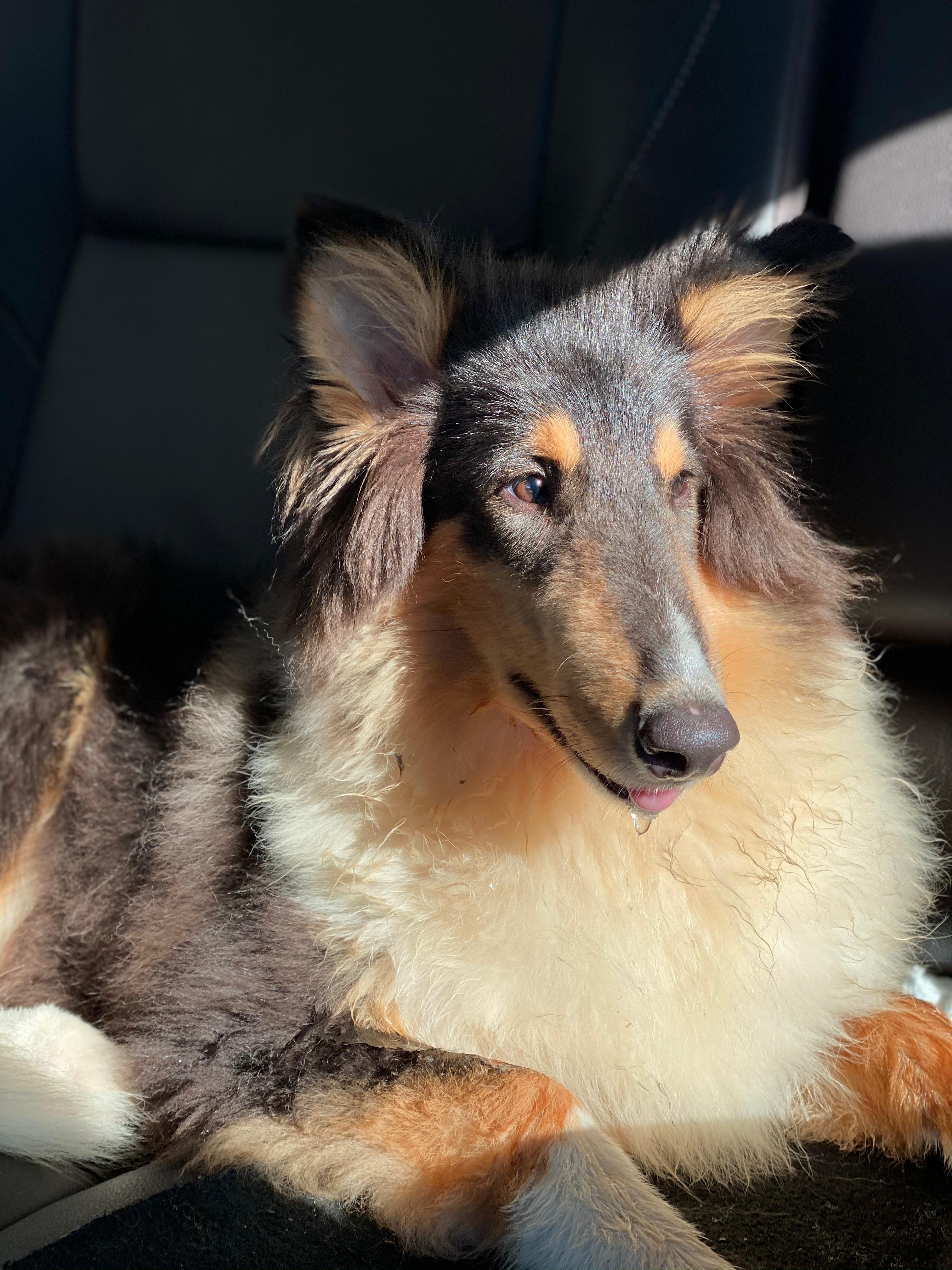 Collie Rough