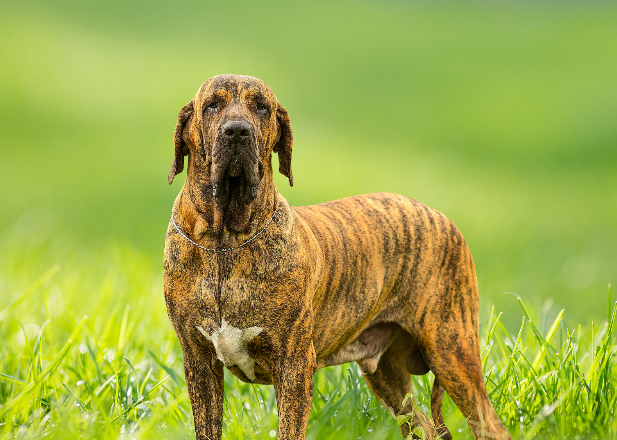 Fila Brasileiro