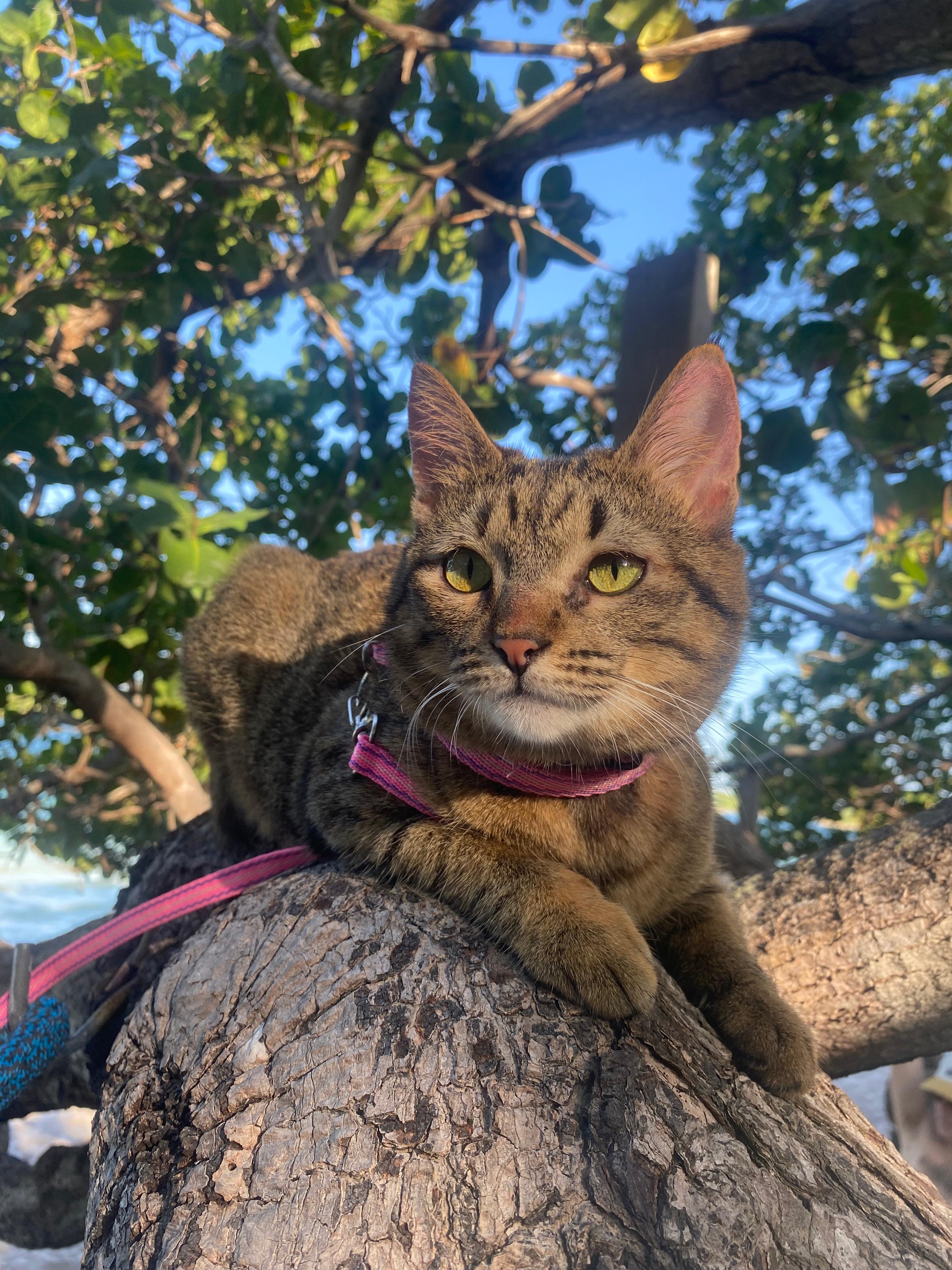 Gato