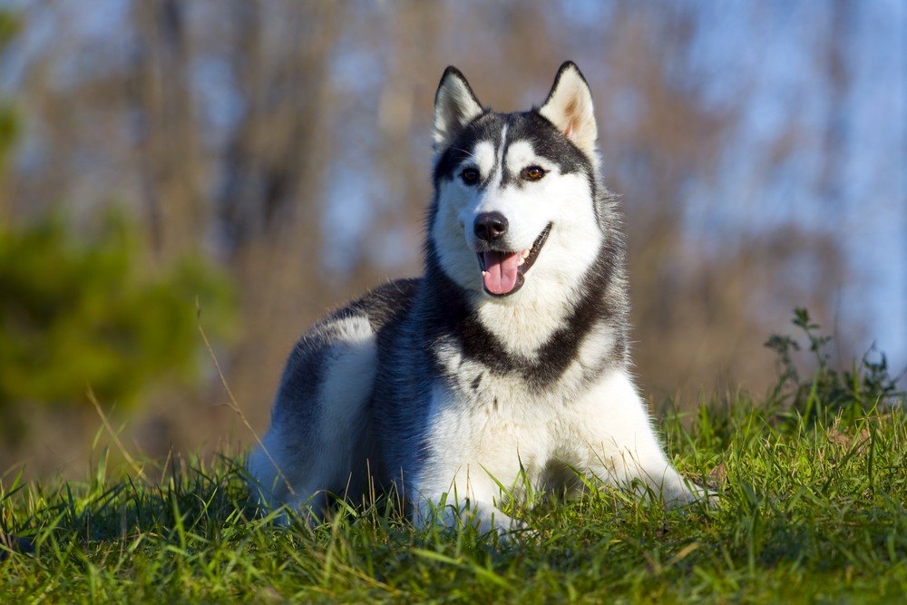 Husky Siberiano
